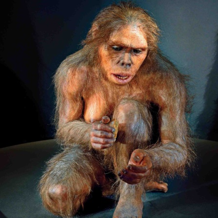 Spanien, Burgos: Hominide "Lucy" Astralopithecus afarensis im Museum für menschliche Evolution