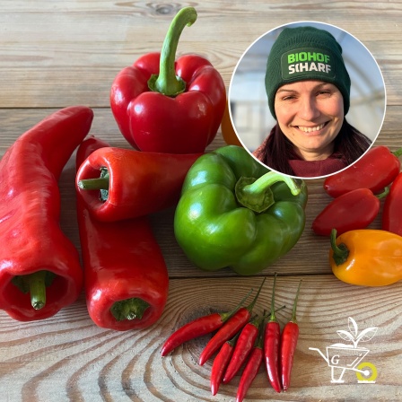 Teaserbild Gartenpodcast: Im Hintergrund liegen verschieden Paprika- und Chillisorten auf einem Tisch, darüber ist in einem Kreis das Portrait von Gärtnerin Kerstin Scharf-Goldammer zu sehen.