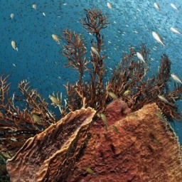 Brauner Fassschwamm an Korallenriff im Karibischen Meer, Mittelamerika.