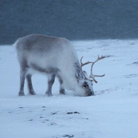 Ein Spitzbergen-Rentier sucht im Schnee nach Futter (Bild: picture alliance/dpa/Steffen Trumpf)