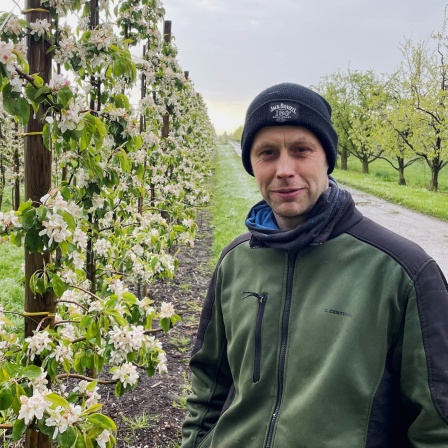 Ein Mann steht auf einer Obstplantage im Alten Land bei Hamburg.