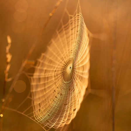 Spinnennetz bei Sonnenaufgang im Herbstlicht.