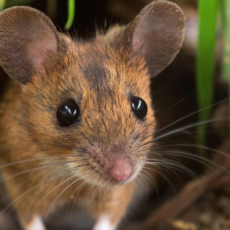 Die Tierdocs: Ratte schminkt sich