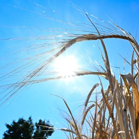 Die Sonne scheint über einem Getreidefeld.