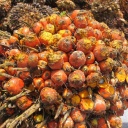 Eine Palmölfrucht wird am 29.05.2012 in Playpraya in der Provinz Krabi gezeigt.
