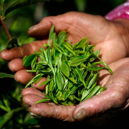 Zwei Hände halten frisch gepflückte Teeblätter in China