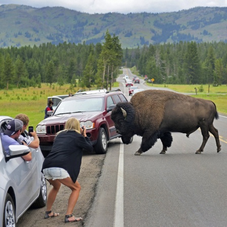 Touristen fotografieren ein Bison, das im Yellowstone Nationalpark die Straße überquert. Im Nordwesten der USA wurde Yellowstone zum weltweit ersten Nationalpark erklärt. Das 9.000 Quadratkilometer große Habitat von Bisons, Bären und Enzian war dabei von Anfang an auch als Freizeitpark gedacht