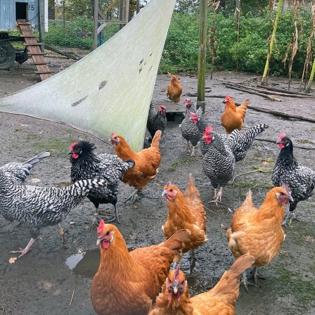 Hühner in einem Garten