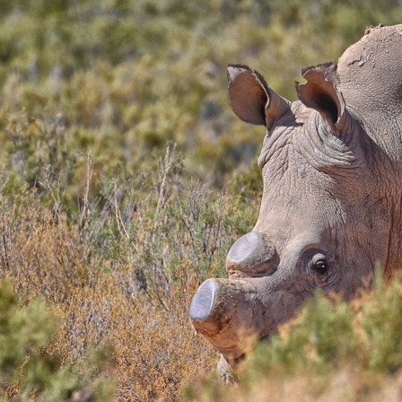 Nashorn mit abgeschnittenem Horn
