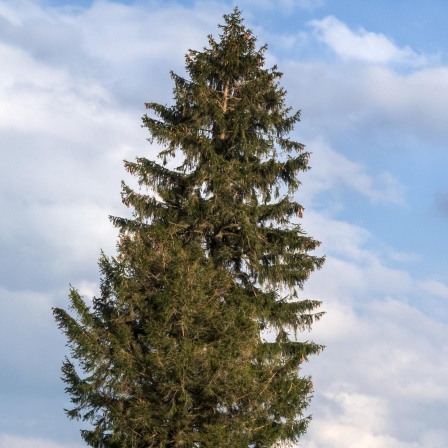 Baum-Biologe Prof. Dr. Andreas Roloff über Bayerns älteste Bäume