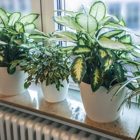 Verschiedene Zimmerpflanzen auf einer Fensterbank.