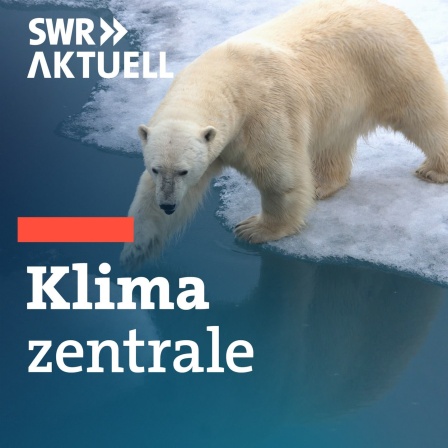 Ein Eisbär steht am Rand einer Eisscholle und versucht mit einer Tatze, die nächste zu erreichen.