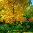 Ein Shagbark oder Schuppenrinden-Hickory (Carya ovata) im Herbst. Hickorys sind eng mit der Walnuss verwwandt und ihr Holz ist sehr wertvoll.
