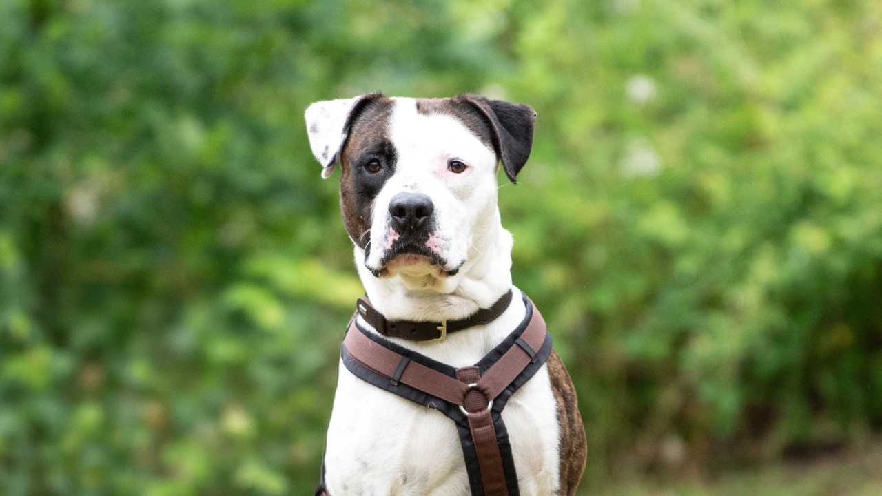 Tiere suchen ein Zuhause vom 07. Juni 2026