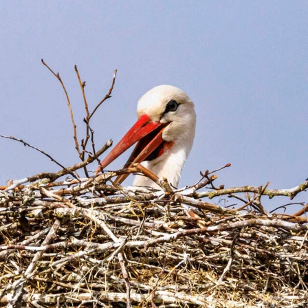 Die Tierdocs: Storch will nicht aus dem Nest