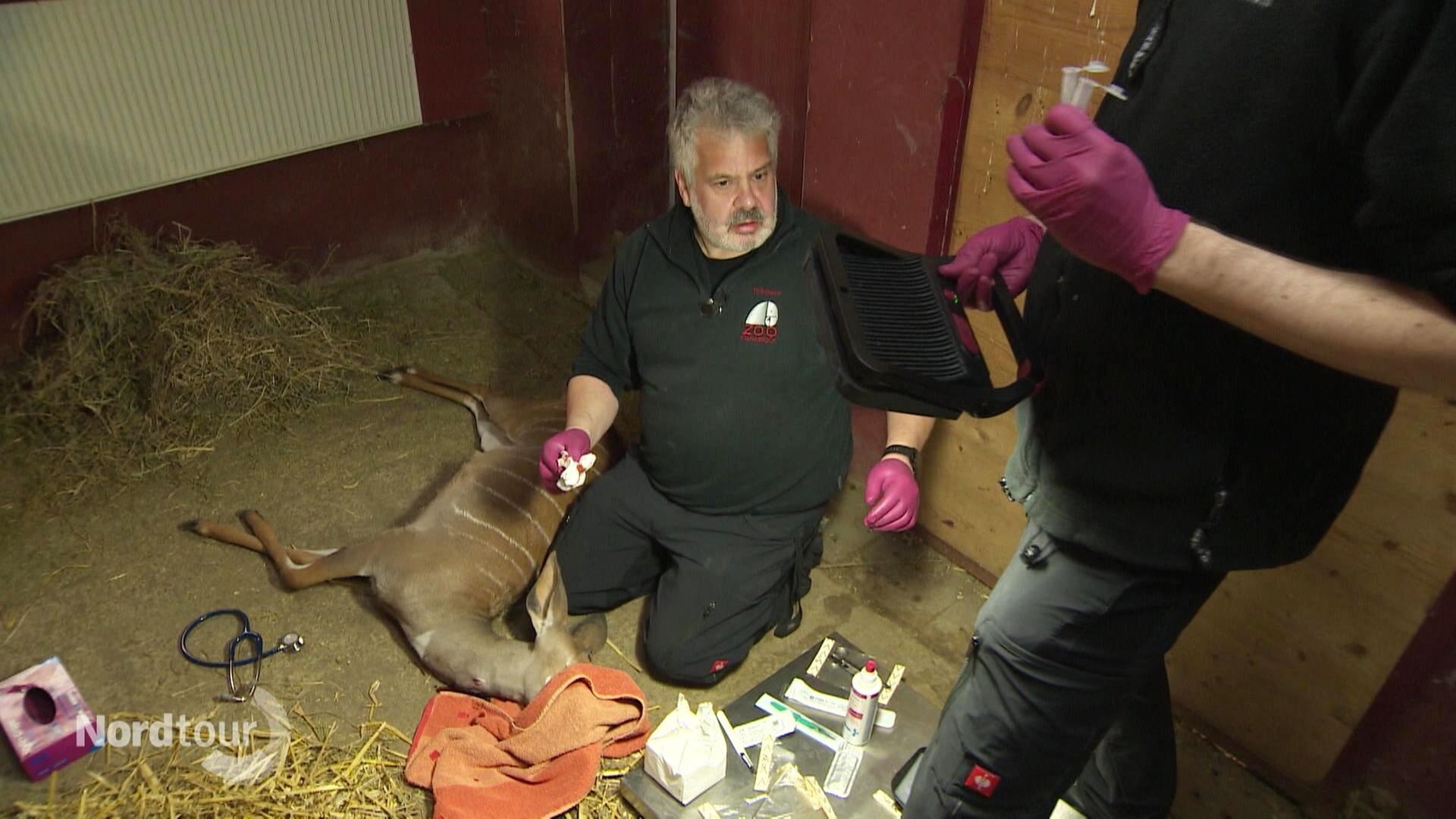 Nordtour Den Norden erleben Das TierärzteTeam im Zoo Osnabrück ARD