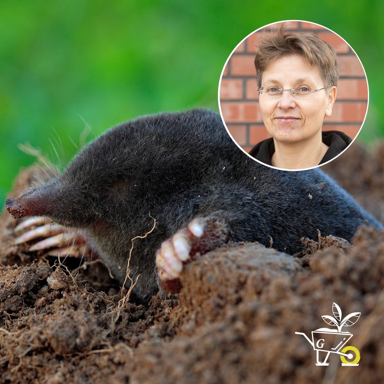 Komm mit in den Garten der ARD GartenPodcast · Maulwürfe nützliche