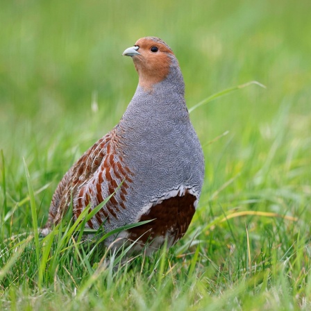 Ein Rebhuhn steht im Gras