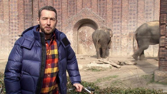 Elefant, Tiger & Co. - Elefant, Tiger Und Co. - Spezial: Der Elefanten-umzug