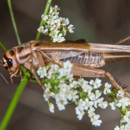 Das  Beitragsbild des Dok5 Feature "Das Geschäft brummt - Insekten als Wirtschaftsfaktor" zeigt eine Grille, die auf einer weißen Blüte sitzt