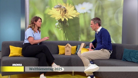 Morgenmagazin - Weltbienentag: Unverzichtbar Für Das ökosystem