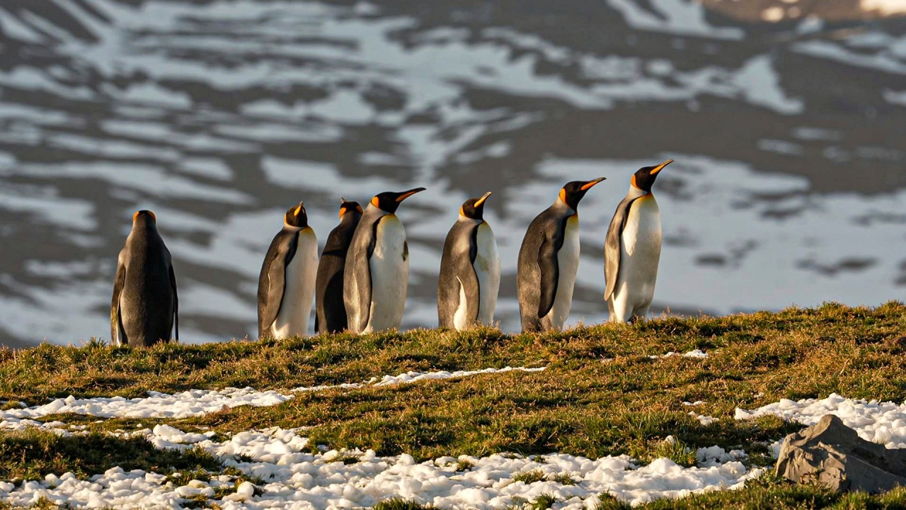 Folge 3: Treibeis, Eisberge & Pinguine - entlang der Küste der Antarktis (S11/E03)