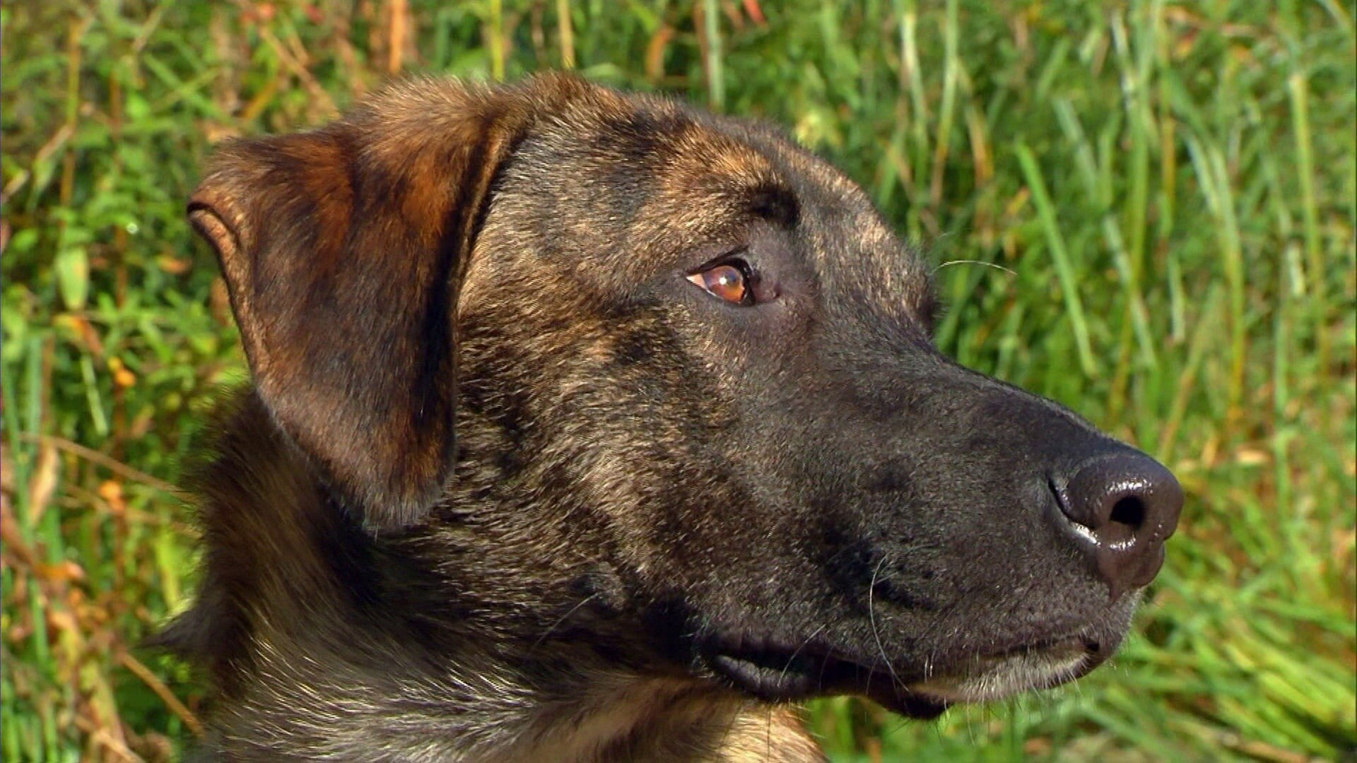 Die Sendung mit dem Elefanten Wie trinken Hunde? ARD Mediathek