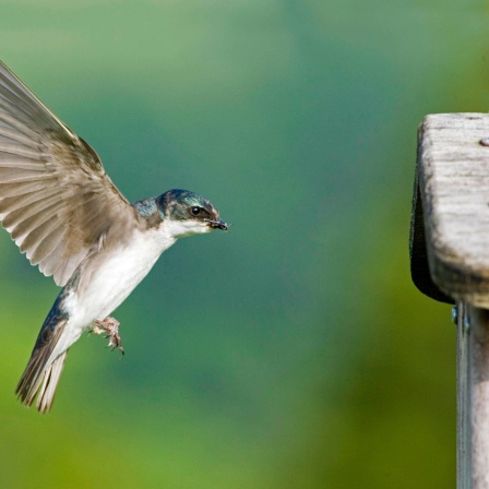 Sumpfschwalbe (Tachycineta bicolor) beim Anflug auf den Nistkasten: Es ist faszinierend, dass Schwalben einen Kontinent überqueren und zum selben Nest zurückkehren können. Die Sumpfschwalbe zum Beispiel brütet im Norden Nordamerikas und überwintert in Mexiko, Zentralamerika und in der Karibik.