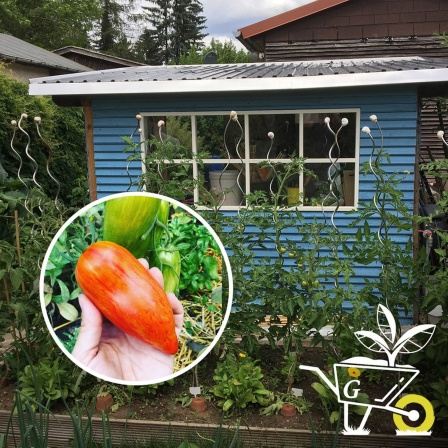 Komm mit in den Garten · 29 Tomaten anbauen und selber Jungpflanzen