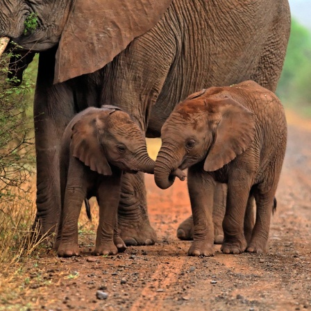 Zwei junge afrikanische Elefanten (Loxodonta africana) spielen mit ihren Rüsseln, während Mutter frisst, Nahaufnahme, Krüger Nationalpark, Südafrika