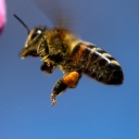 Eine Biene sammelt Pollen in einer Kirschblüte.