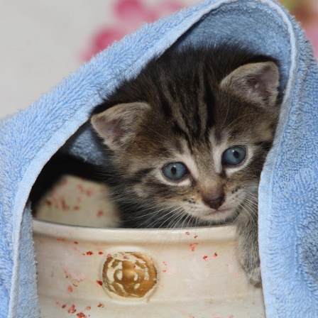 Junge Hauskatze versteckt sich in einer Vase.