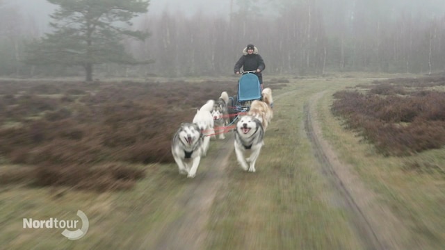Ein Person lässt sich auf einem Wagen von Hunden durch nelbige Heidelandschaft ziehen.