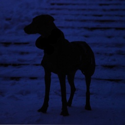 Die Silhouette eines Hundes bei Dunkelheit (Symbolbild)