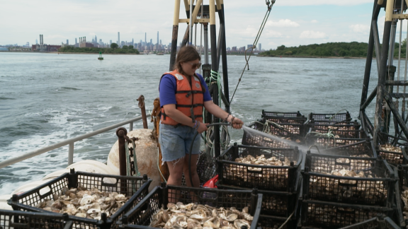 Weltspiegel - New York: Austern Für Die Umwelt