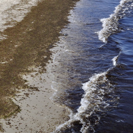 Algen am Ostseestrand