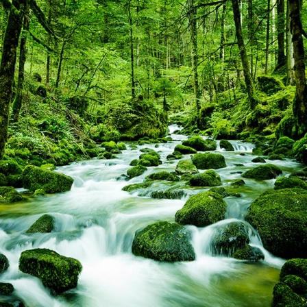 Fluss im Wald