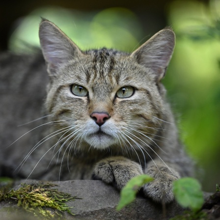 Eine Wildkatze in einem Gehege des Wildkatzendorf