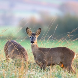 Zwei junge Rehe auf einer Lichtung