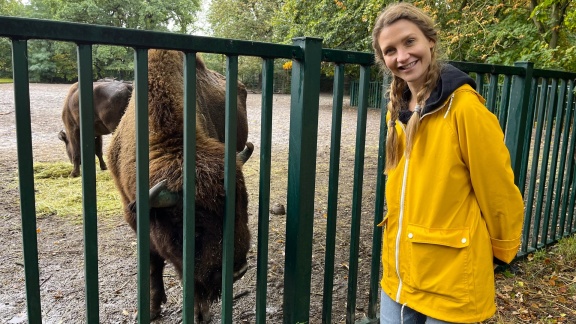 Neuneinhalb - Das Reportermagazin Für Kinder - Vom Zoo In Die Wildnis - Wie Wisente In Ihre Heimat Zurückkehren