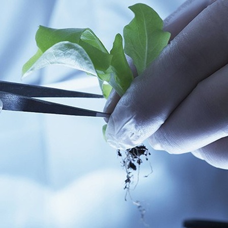 Ein Wissenschaftler mit genetisch veränderter Pflanze im Labor.