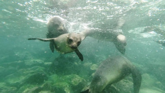 Weltspiegel - Ecuador/galapagos: Plastikmüll Ist Grenzenlos