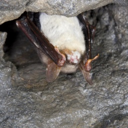 Eine Fledermaus mit Weißnasenkrankheit.