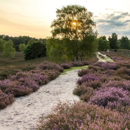 Die Westruper Heide mit der Heideblüte, im Naturpark Hohe Mark im Westmünsterland, bei Haltern.