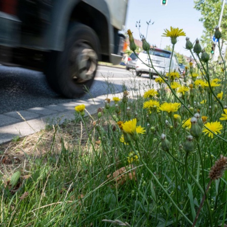 Harte Nuss für Bauhöfe - Wenig mulchen für für mehr Artenvielfalt