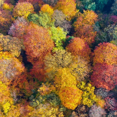 Wald von oben