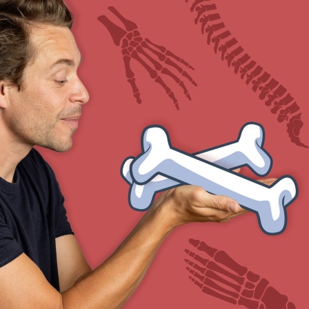 Checker Tobi checkt: Knochen