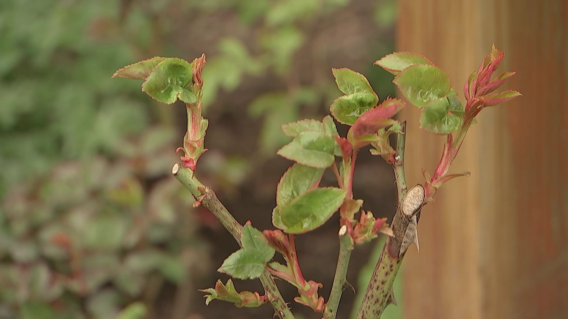 rbb Gartenzeit Rosen umsetzen ARD Mediathek