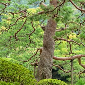 Eine Rotkiefer im Rikugien-Garten in Tokio (Foto: imago images / blickwinkel)