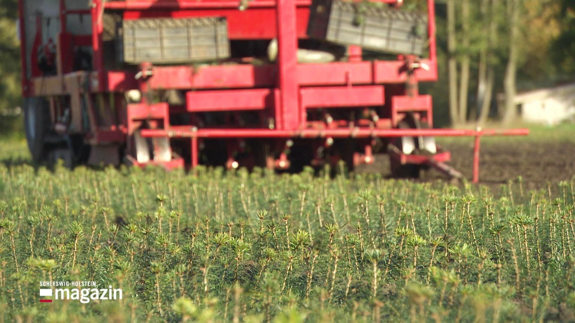 SchleswigHolstein Magazin Zu Besuch auf der WeihnachtsbaumPlantage